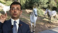 AK Parti İstanbul İl Başkanlığı’ndan İBB’ye sert tepki: Adaların atları, şimdi de Esenyurt’taki vahşet! Bu gidiş nereye?