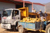 Faydali Böcek Üretiminde Yeni Ürün Açiklamasi 'Bal Kabagi'