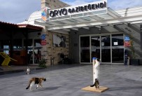 Gazibegendi'nin Patili Müdavimleri Artik Daha Mutlu