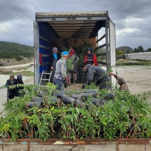 Manisa Ve Mugla'dan Azerbaycan'a Ceviz Ve Badem Fidani Ihracati