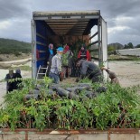 Manisa Ve Mugla'dan Azerbaycan'a Ceviz Ve Badem Fidani Ihracati
