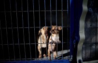 (Özel) Yasak Irklar Için Bursa'da Önemli Çalisma