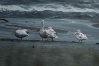 10 Ayda 5 Ülkede Binlerce Kilometre Uçtu...Elektrik Tellerine Çarpip Öldü