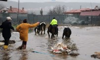 Su Taskininda Ahirda Mahsur Kalan Havyanlar Kurtarildi