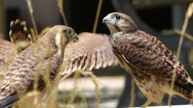 Tabiatta Hastalaniyorlar, Tedavi Edilip Dogaya Kazandiriliyor