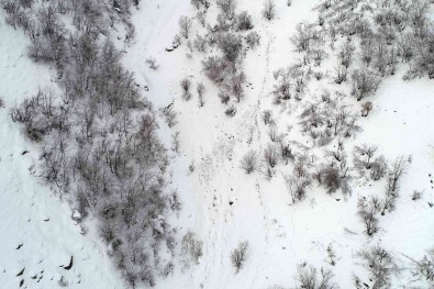 Çatak'ta Çig Düstü, Keçiler Telef Oldu