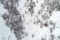 Çatak'ta Çig Düstü, Keçiler Telef Oldu