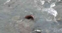 Devrek'te Su Samuru Görüldü