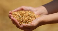 Edirne'de Bugday 4 Lira 163 Kurustan Satildi
