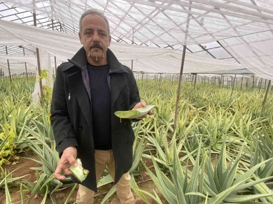 1 Dekarla Basladigi Aloe Vera Üretiminde Rekor Kazanç Sagladi