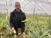 1 Dekarla Basladigi Aloe Vera Üretiminde Rekor Kazanç Sagladi