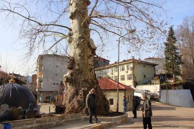 5 Asirlik Çinar Agaci Mahallenin Sembolü Haline Geldi