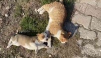 Kedi-Köpek Dostlugu Görenleri Sasirtiyor