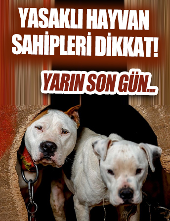 Tehlikeli ve yasaklı hayvan sahipleri dikkat! Yarın son gün...