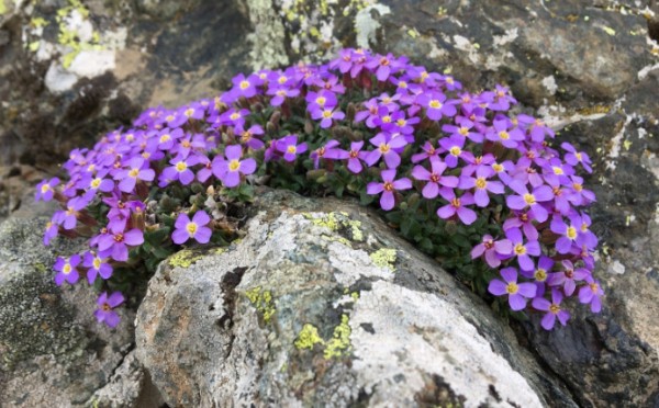 Bolu’da heyecanlandıran keşif! Dünyada ilk kez görüldü