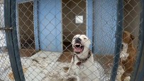 Erzincan'da Sokak Köpekleri Toplanarak Barinaga Yerlestirildi