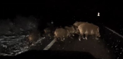 Köye Giderken Gece Önüne Çikan Domuz Sürünü Görüntüledi