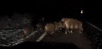 Köye Giderken Gece Önüne Çikan Domuz Sürünü Görüntüledi Haberi