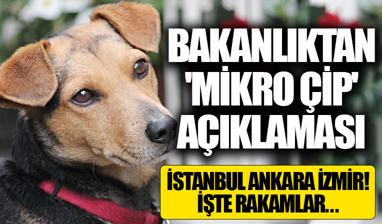 Tarım ve Orman Bakanlığından SON DAKİKA 'köpeklere mikroçip' açıklaması