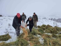 Karaman'da, Anadolu Yaban Koyunlari Ile Yilki Atlarina Yem Destegi Haberi