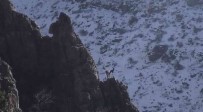 Sirnak'in Cudi Daginda Avciligin Önüne Geçildi, Dag Keçilerinin Sayilari Artti