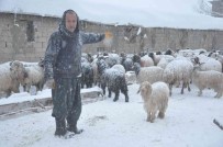 Yüksekova'da 14 Koyun Telef Oldu