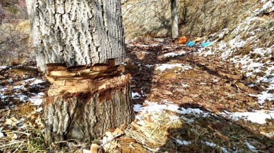 Agaçlari Katledilen Yasli Adamin Sözleri Yürekleri Burktu