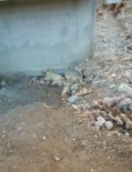 Isparta'da 2 Köpegin Zehirlendigi Iddia Edildi