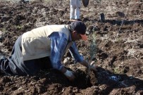 Kilis'te Çiftçiye Fidan Destegi