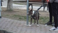 (Özel) Çocuk Parkina Terkedilen Pitbull'u Kemeriyle Yakaladi