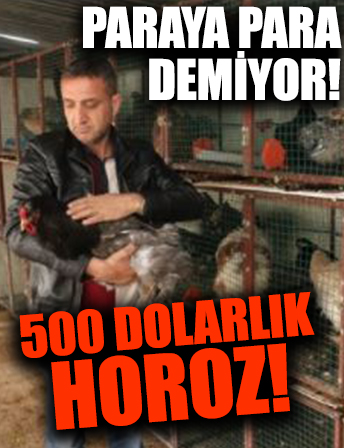 Paraya para demiyor! 500 dolarlık horoz!