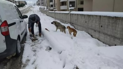 Safranbolu Belediyesi Sokak Hayvanlari Için Yem Ve Mama Dagitti