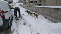 Safranbolu Belediyesi Sokak Hayvanlari Için Yem Ve Mama Dagitti Haberi