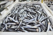 Yerli Hamsi Kendini Tezgahlarda Pahali Gösterdi Açiklamasi Kilosu 50 Lira