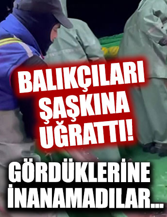 Ağlara takılan 2 köpek balığı denize salındı!