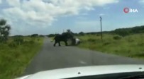 Güney Afrika'da Kizgin Fil 4 Kisilik Ailenin Bulundugu Araca Saldirdi
