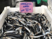 Hamsinin Fiyati Cep Yakiyor