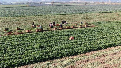 Üreten, Satan Degil Komisyoncu Kazaniyor