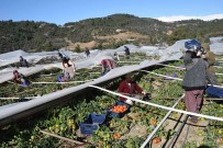 Antalya'da Seralari Bu Defa Poyraz Firtinasi Vurdu