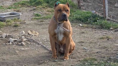 Aydin'da 537 Adet 'Tehlike Arz Eden Köpek' Kayit Altina Alindi