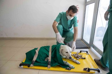 Mersin'de 3 Bin 700 Patili Dostun Yarasi Sarildi