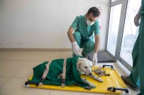 Mersin'de 3 Bin 700 Patili Dostun Yarasi Sarildi