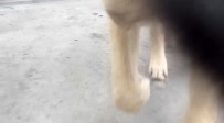 Video Çekmek Isterken Telefonunu Köpege Kaptirdi