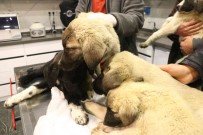 Ankara'da 4 Köpek Ölü Bulundu