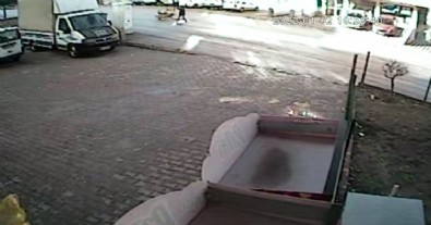 Başıboş köpek dehşeti! “Çocuğu parçalamışlar”