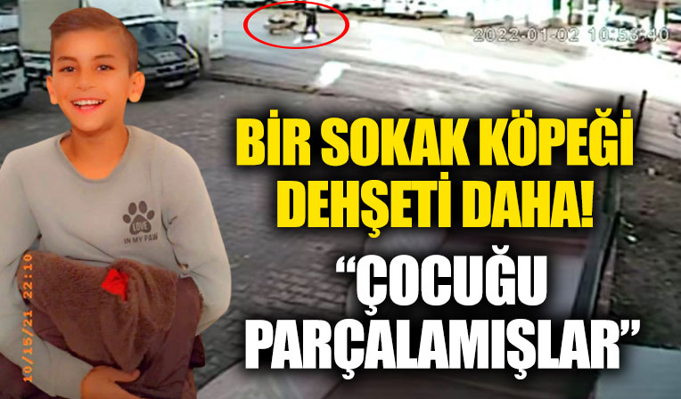Başıboş köpek dehşeti! “Çocuğu parçalamışlar”