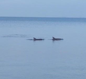 Dikili Sahili'nde Yunuslarin Sovu Mest Etti