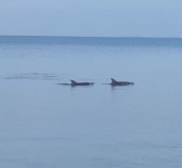 Dikili Sahili'nde Yunuslarin Sovu Mest Etti