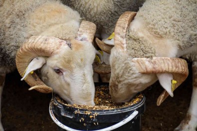 Dövizdeki Düsüs Üreticiyi Umutlandirdi