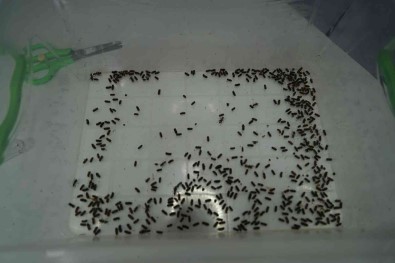 Karadeniz Bölgesinde Kestane Agaçlarini Yok Eden Gal Arisiyla Mücadele Basliyor